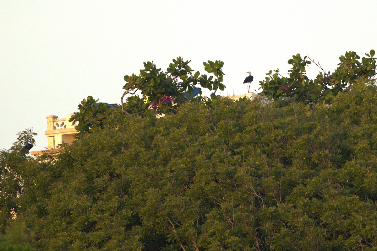 African Woolly-necked Stork - ML646915317
