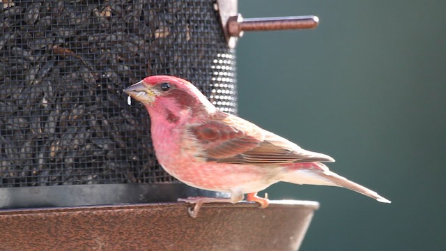 Purple Finch - ML646915319