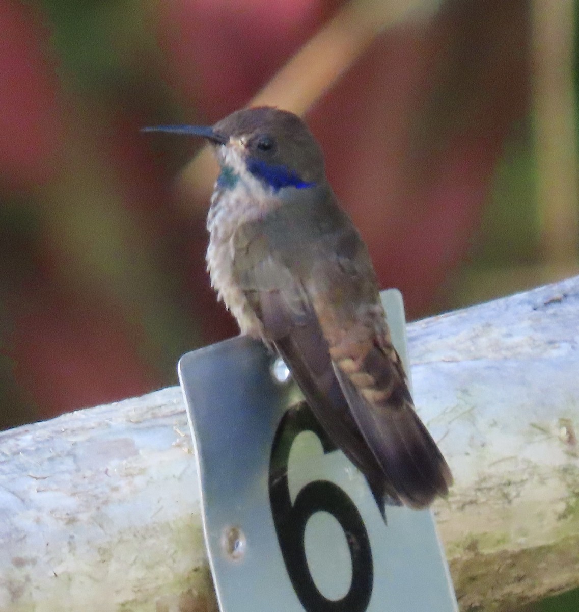 Brown Violetear - ML646915322
