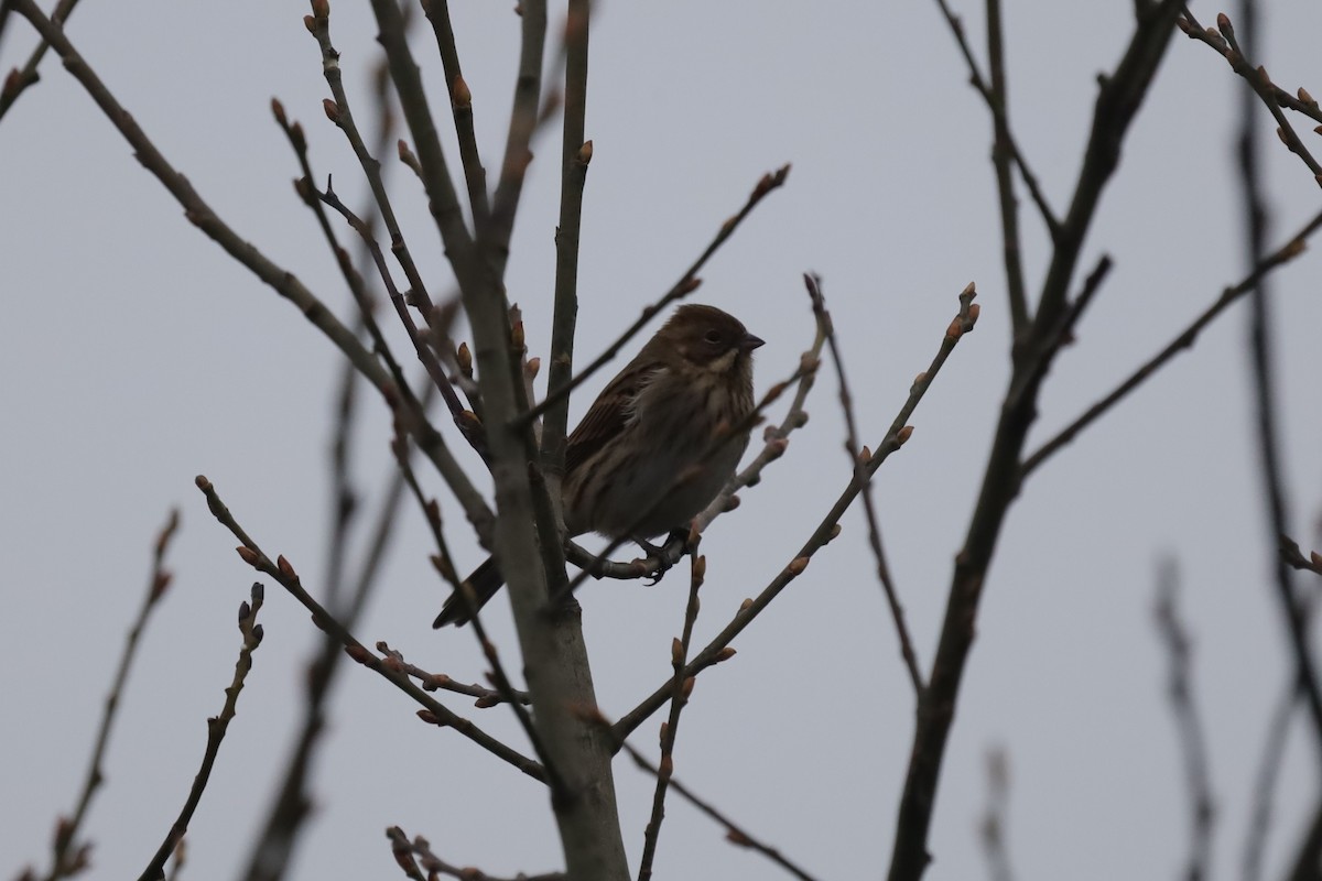 Цагаан хүзүүт хөмрөг - ML646915326