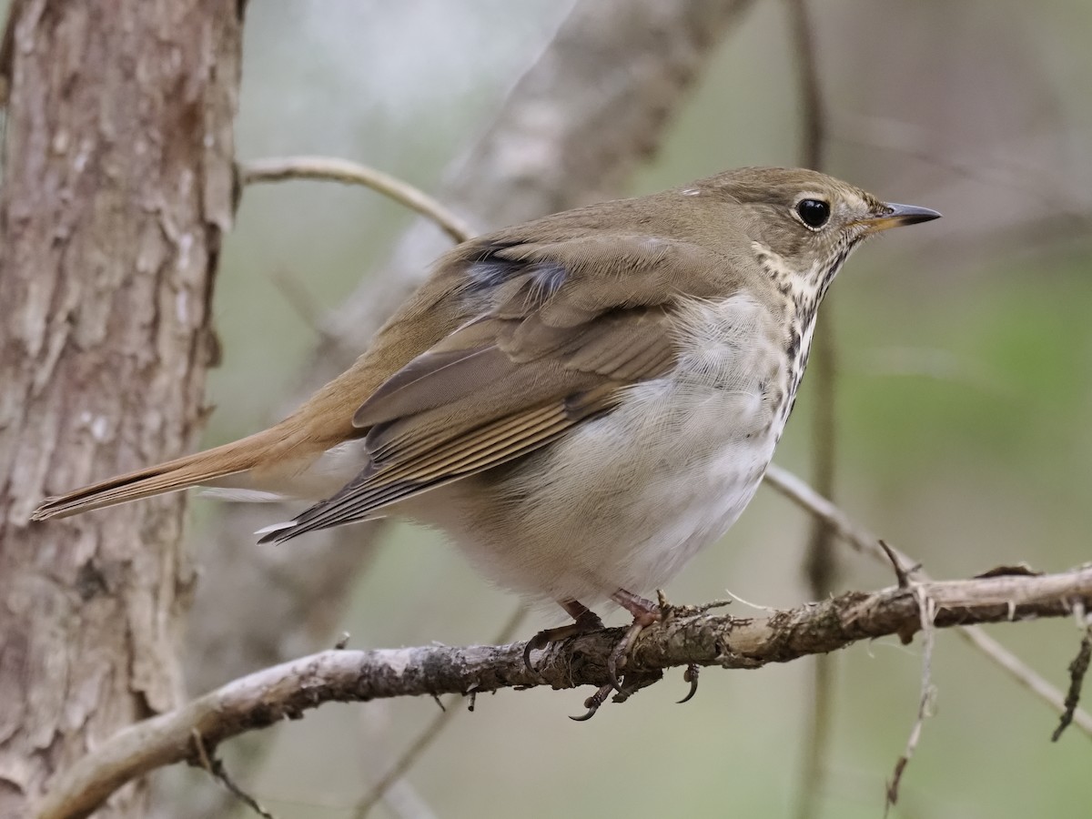 Tordo di Pallas - ML646915330