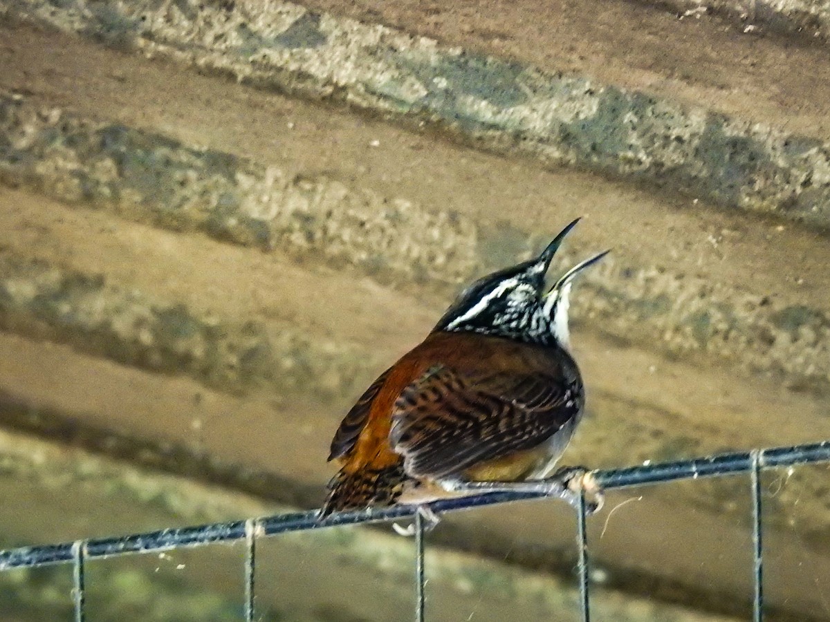 White-breasted Wood-Wren - ML646915335