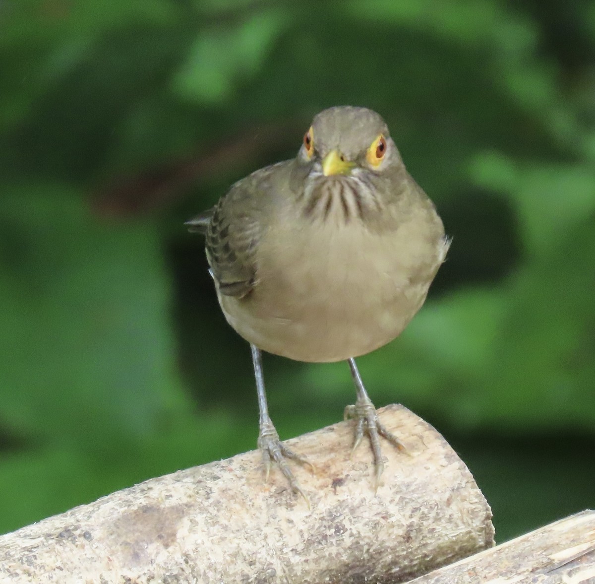 Желтоглазый дрозд - ML646915344