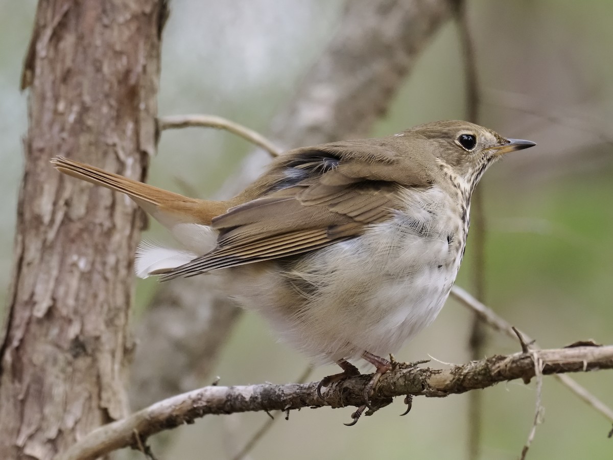 Tordo di Pallas - ML646915349