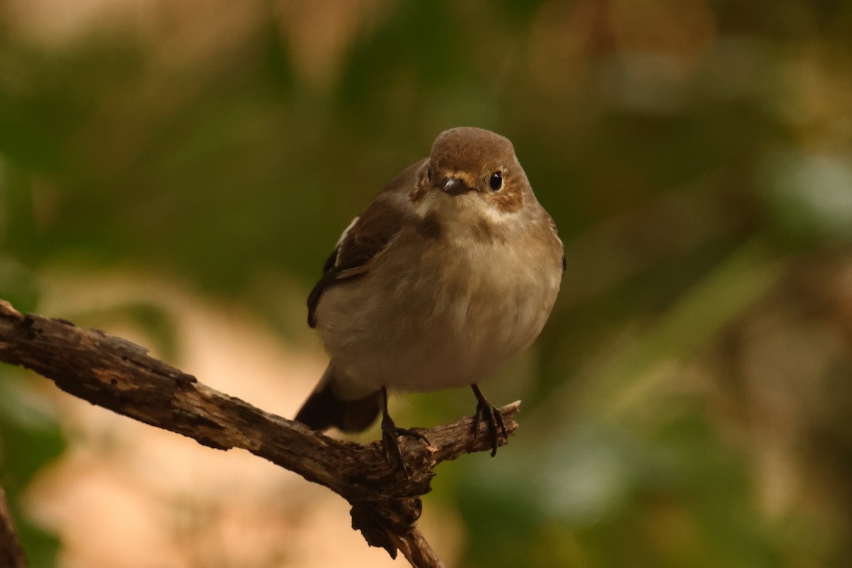 マダラヒタキ - ML646915358