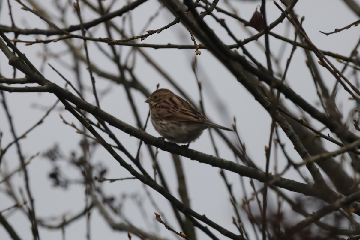 Цагаан хүзүүт хөмрөг - ML646915375