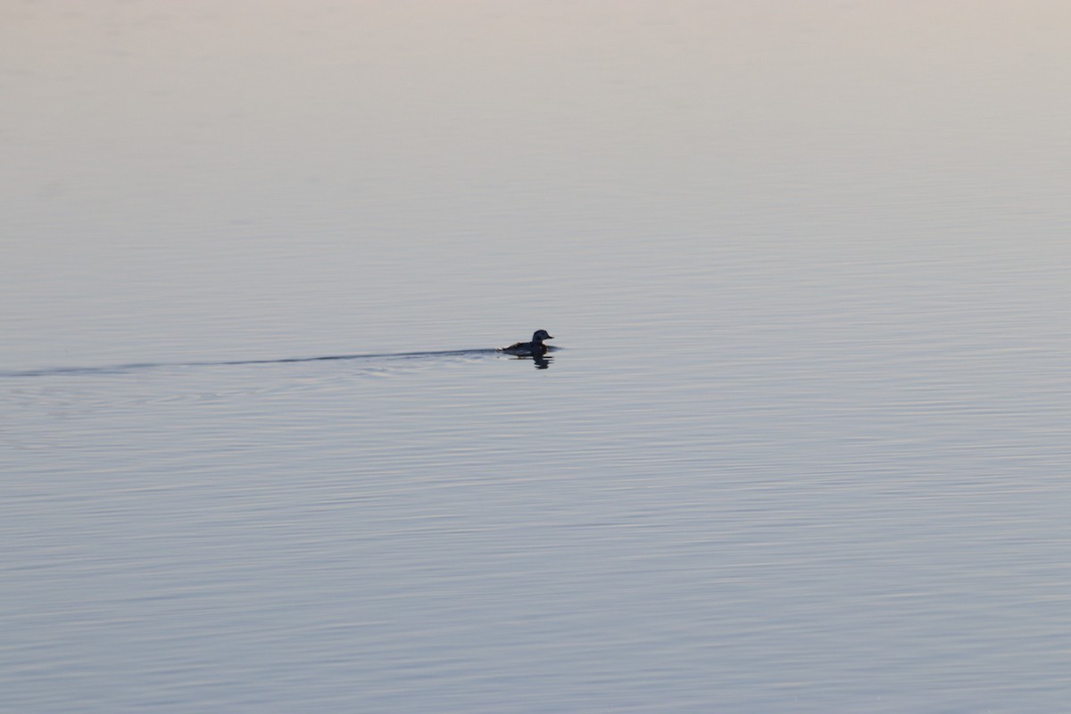 Long-tailed Duck - ML646915378