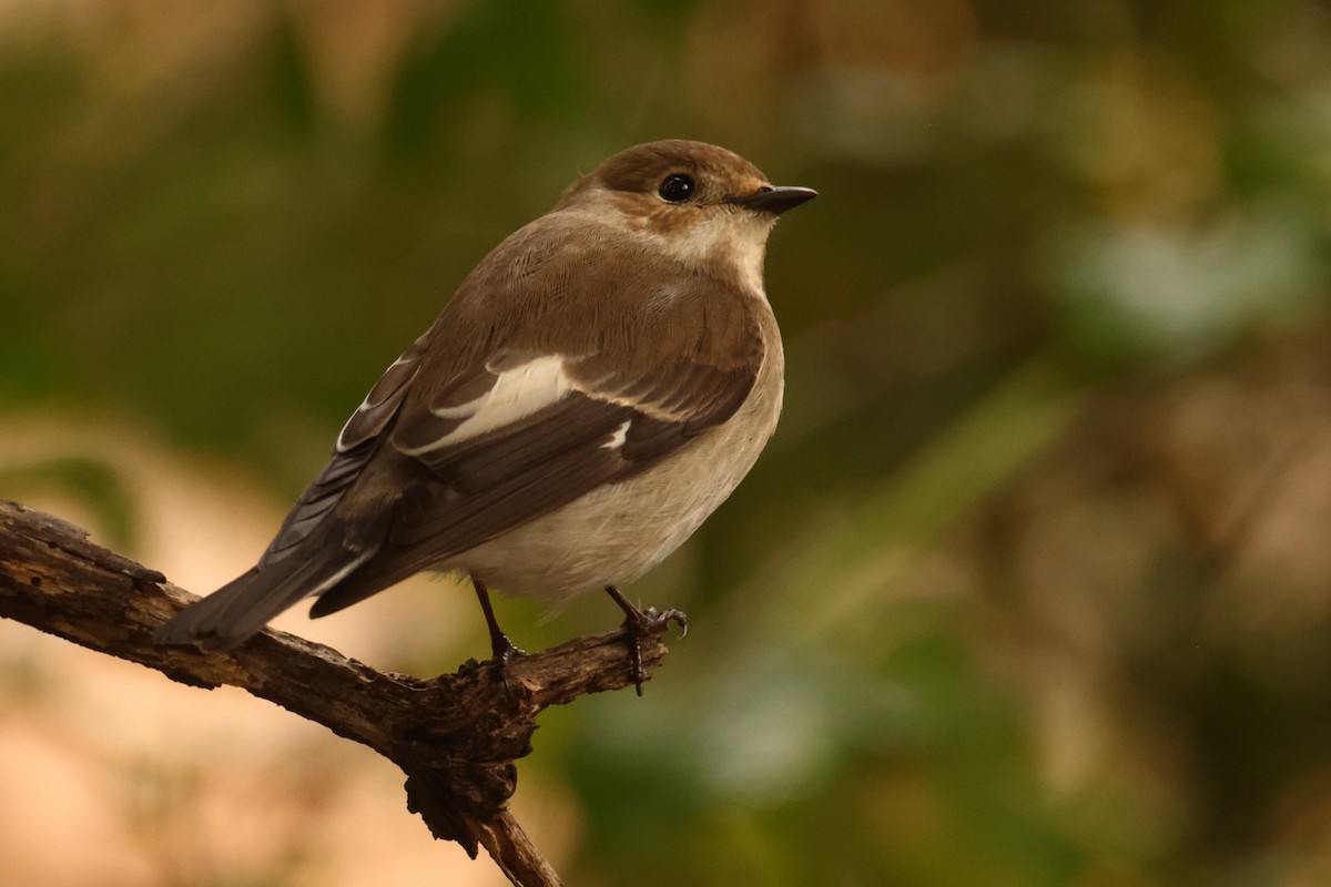 マダラヒタキ - ML646915380