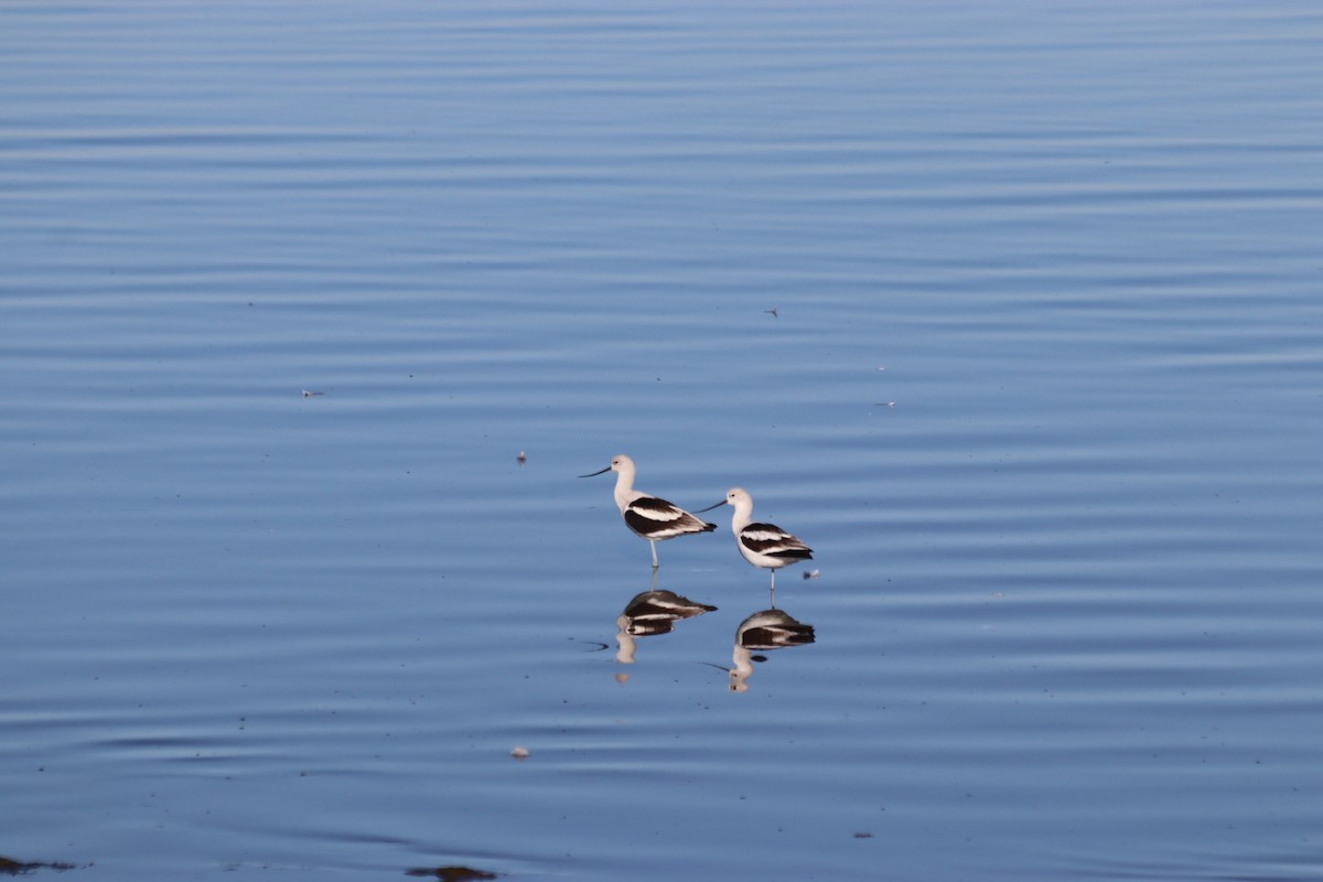 American Avocet - ML646915382