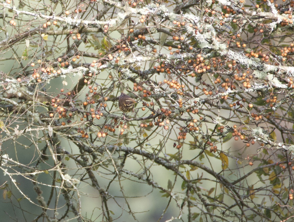 Redwing - ML646915383