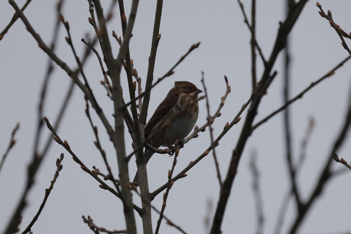 Цагаан хүзүүт хөмрөг - ML646915384