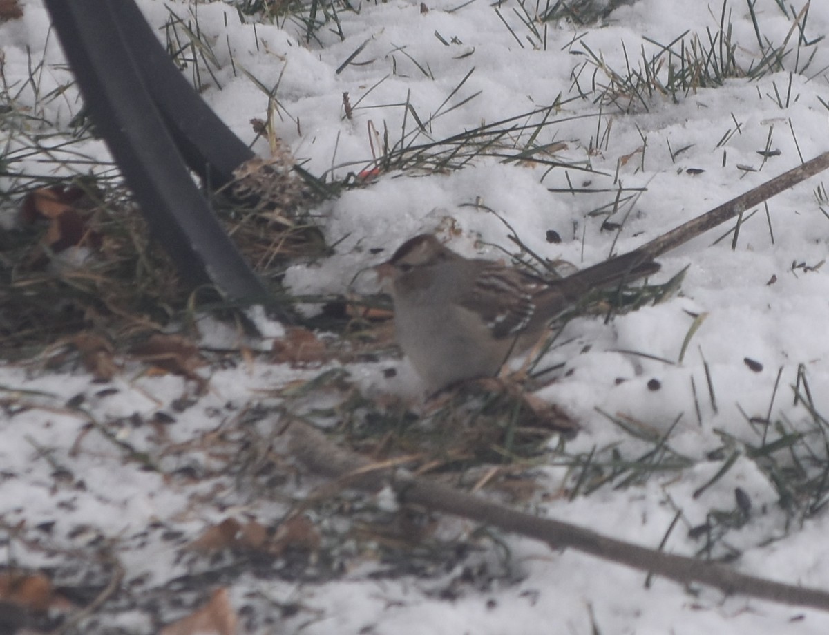 גיבתונית לבנת-כיפה - ML646915386