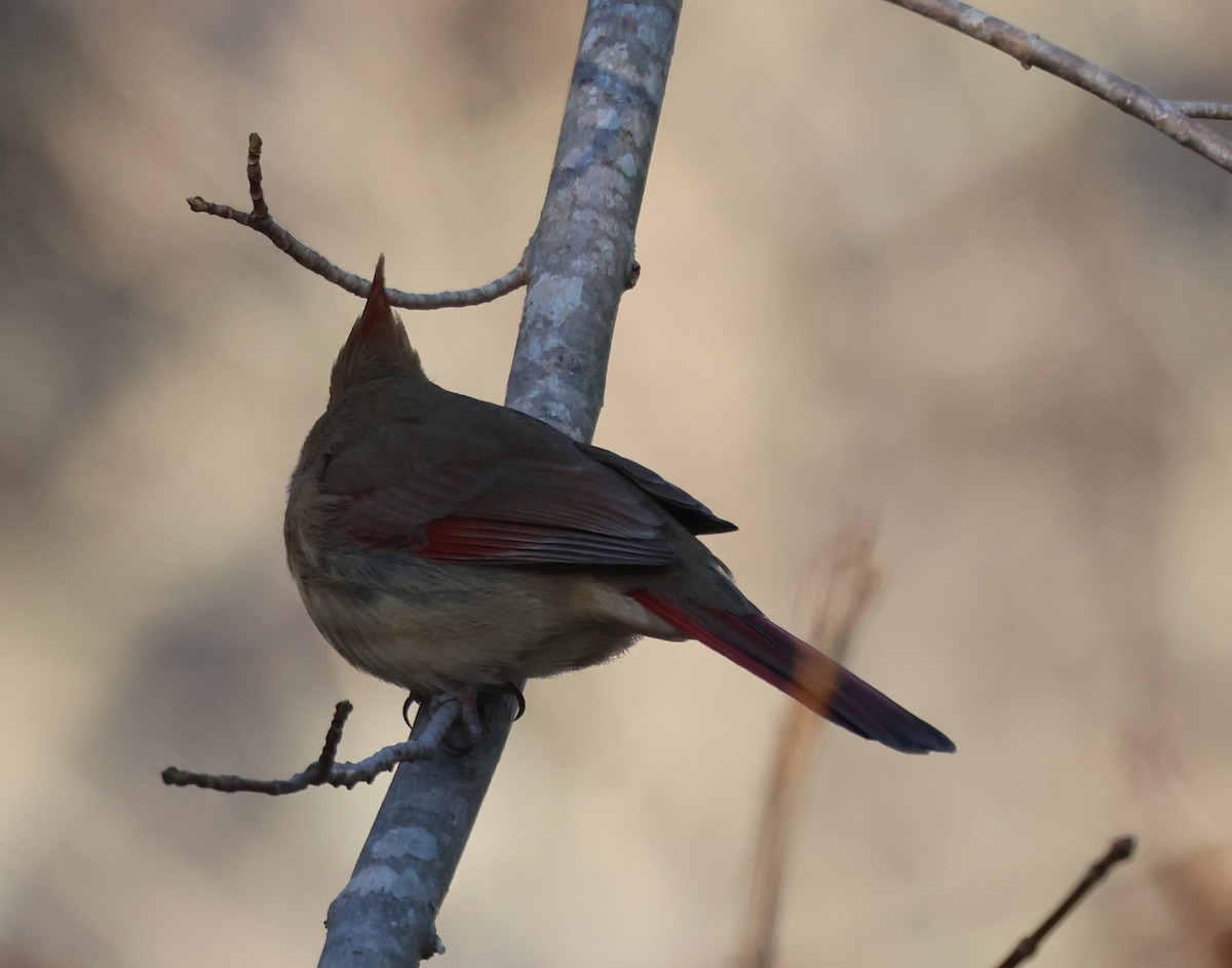 Cardenal Norteño - ML646915397