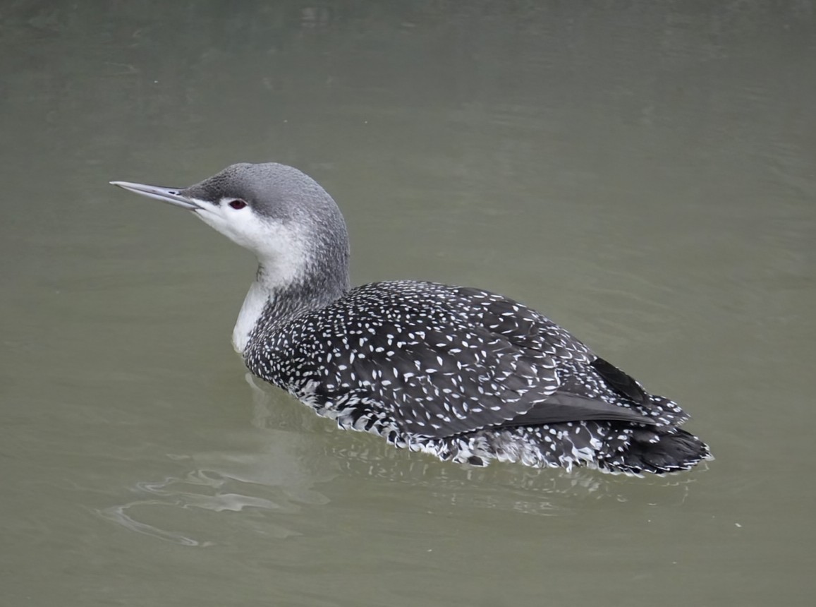 Strolaga minore - ML646915399