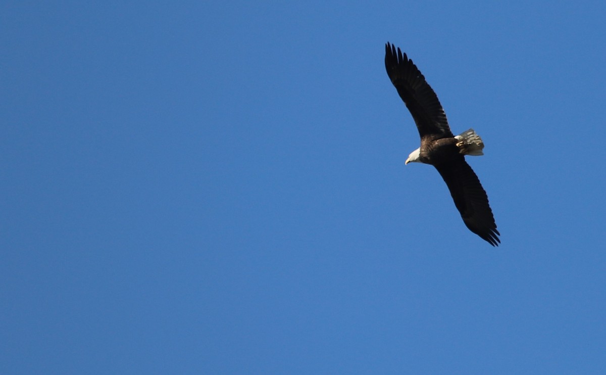 Белоголовый орлан - ML646915400