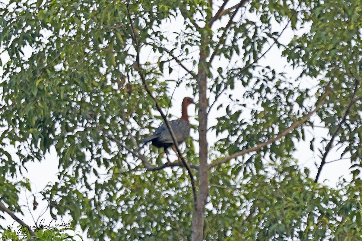 White-crested Guan - ML646915401