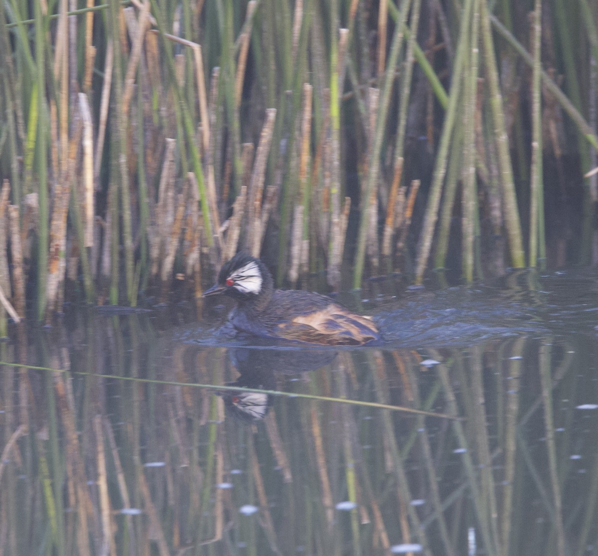White-tufted Grebe - ML646915402