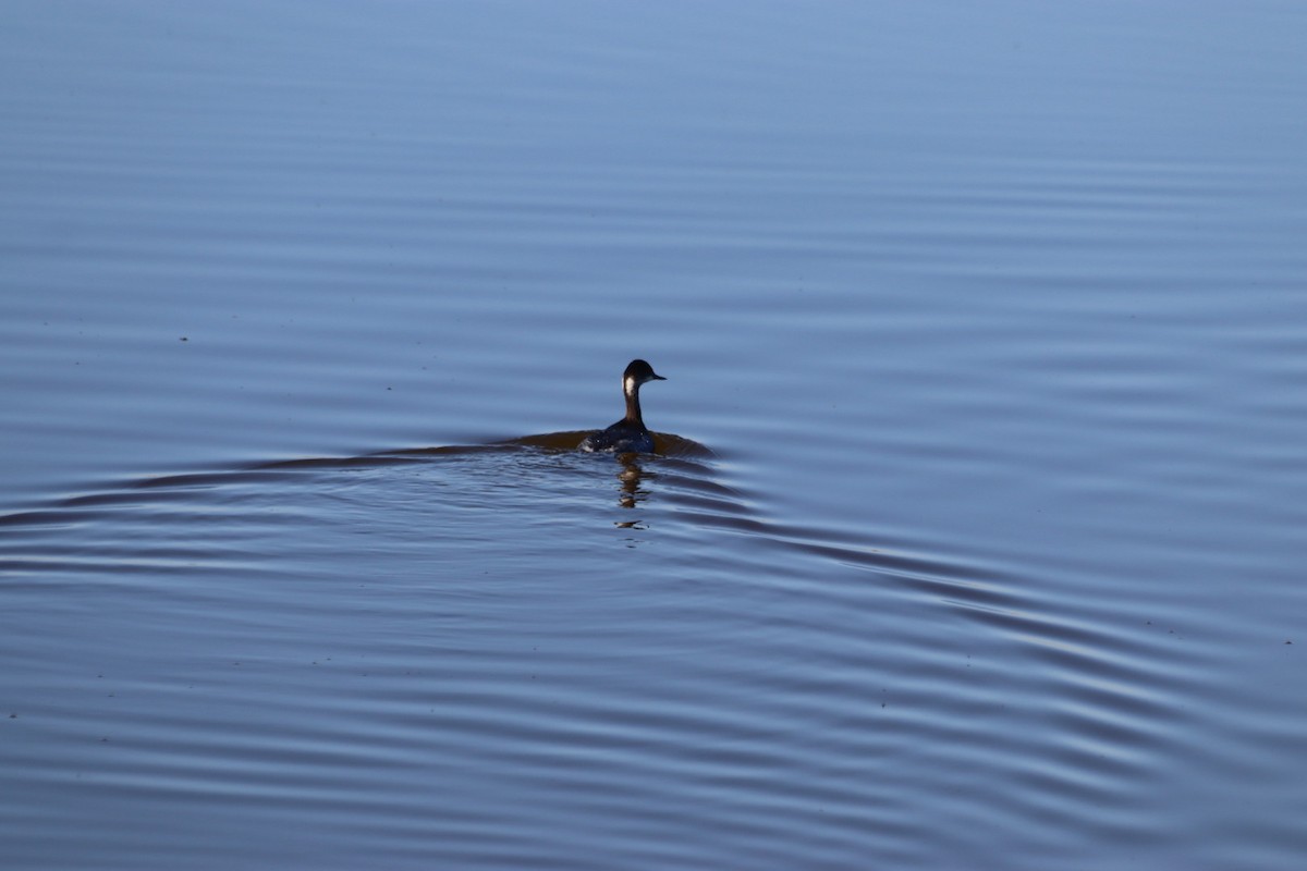 Eared Grebe - ML646915403