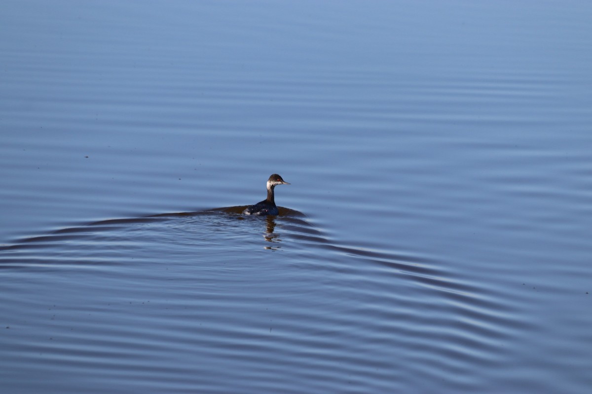 Eared Grebe - ML646915404
