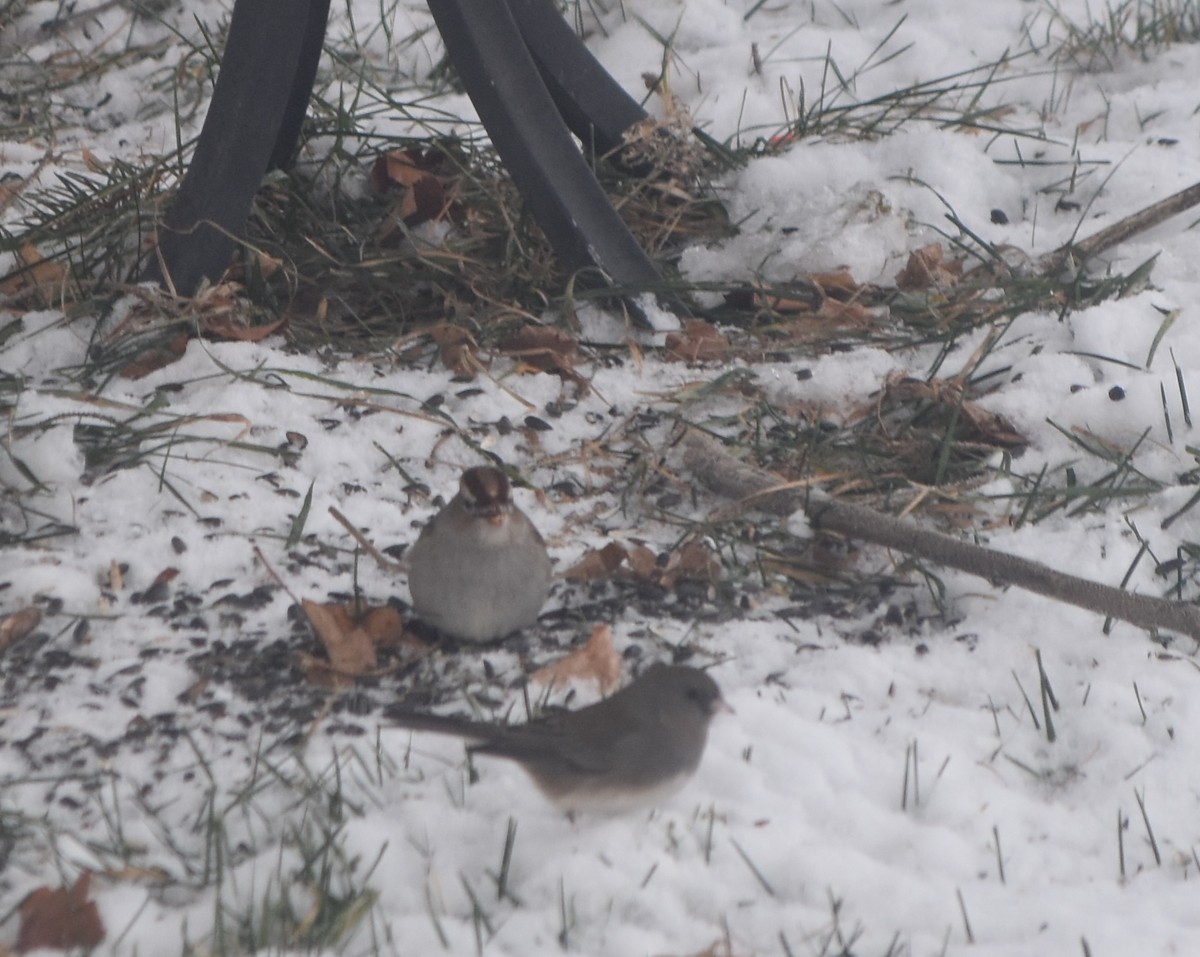 גיבתונית לבנת-כיפה - ML646915405