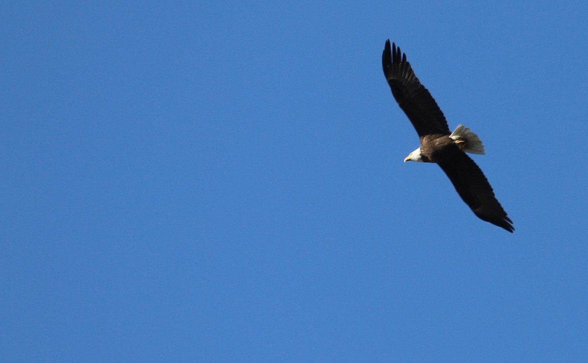 Белоголовый орлан - ML646915406