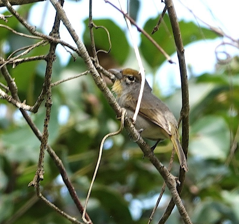 バラノドフウキンチョウ - ML646915407