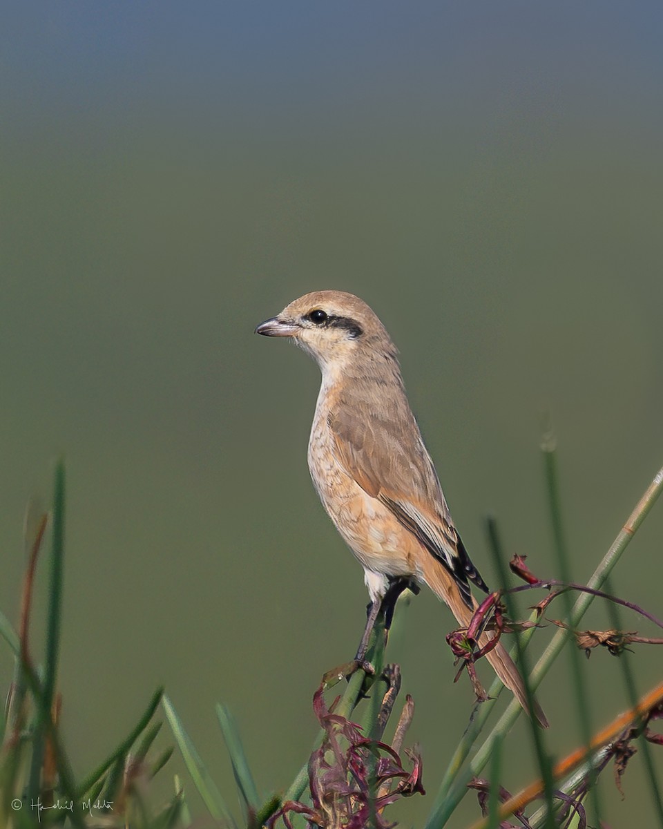 Isabelline Shrike - ML646915409