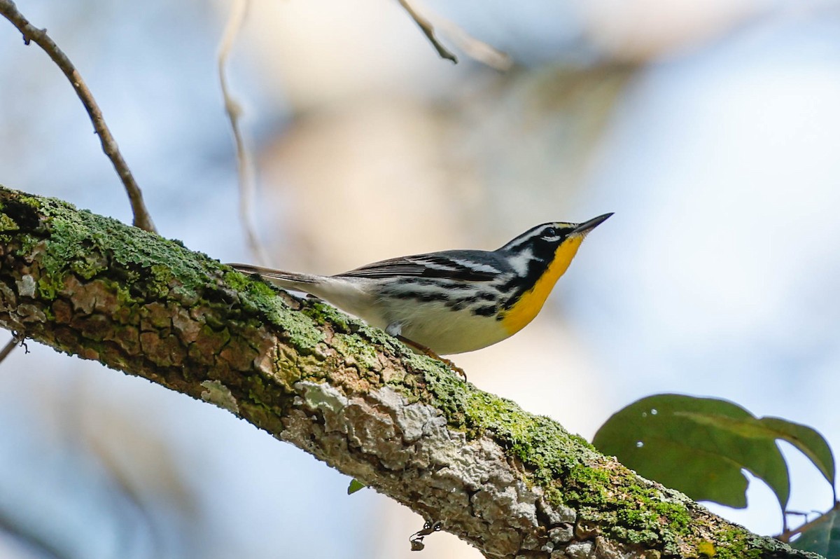 Yellow-throated Warbler - ML646915410