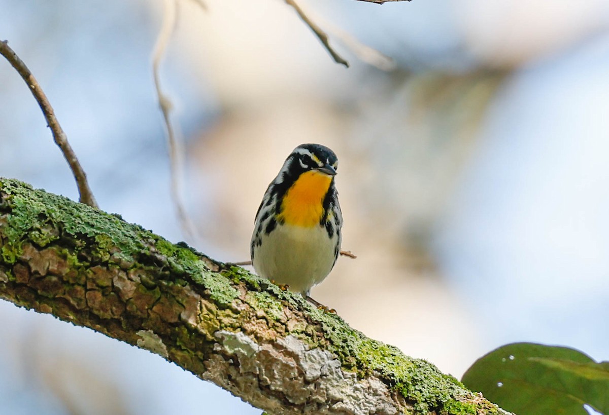 Yellow-throated Warbler - ML646915411