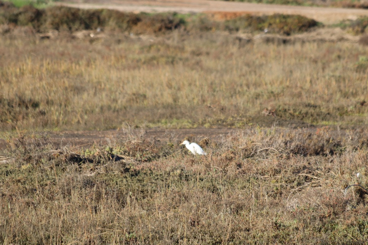 אנפית בקר מערבית - ML646915412
