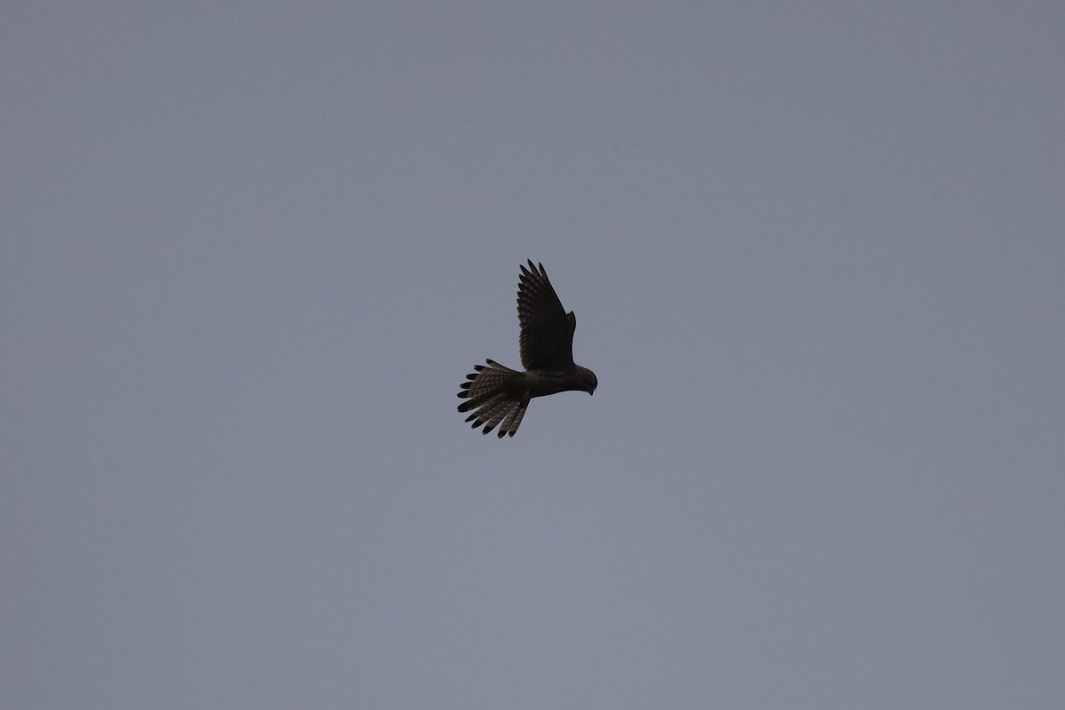 Начин шонхор - ML646915413