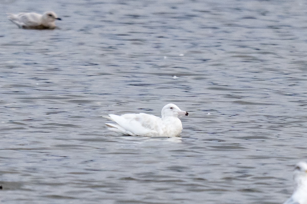 Gavión Hiperbóreo - ML646915414