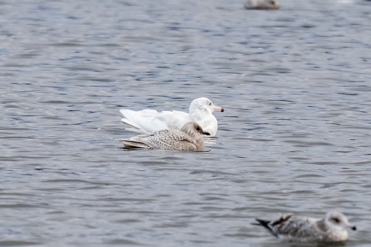 Gavión Hiperbóreo - ML646915415
