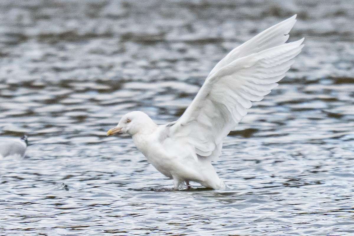 Gavión Hiperbóreo - ML646915416
