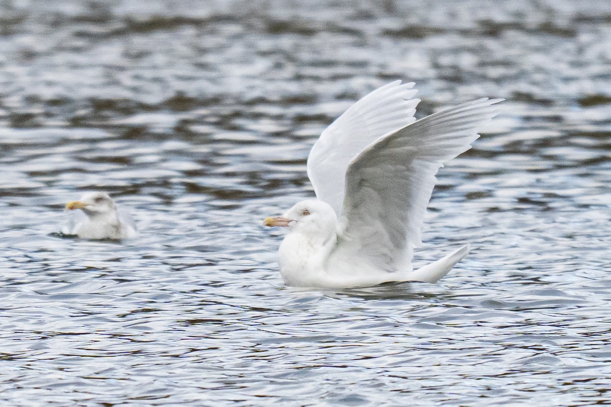 Gavión Hiperbóreo - ML646915417