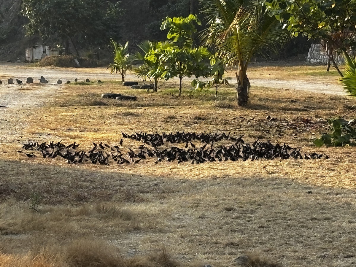 Bronzed Cowbird - ML646915418