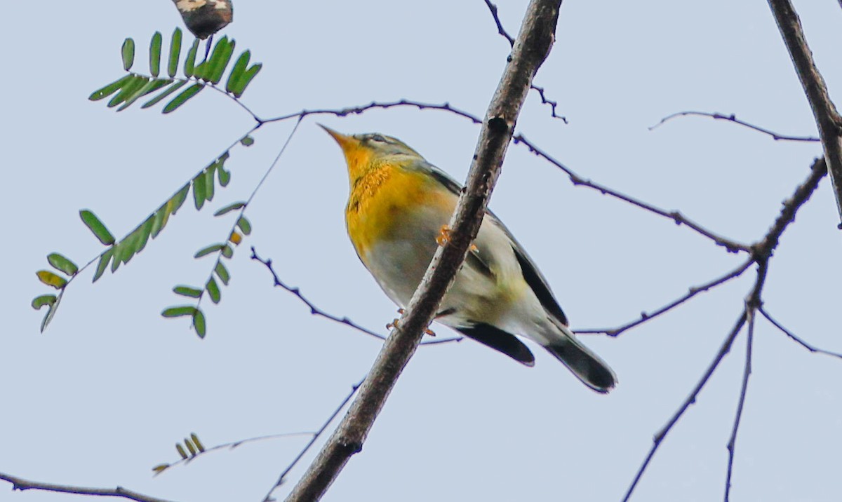 Northern Parula - ML646915426