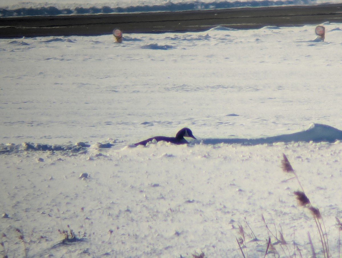 berneška velká - ML646915431