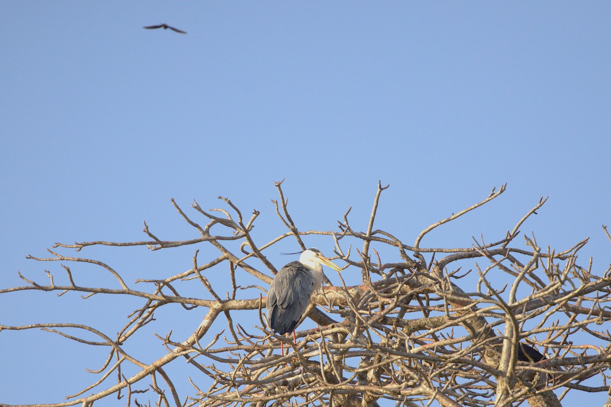 Gray Heron - ML646915436