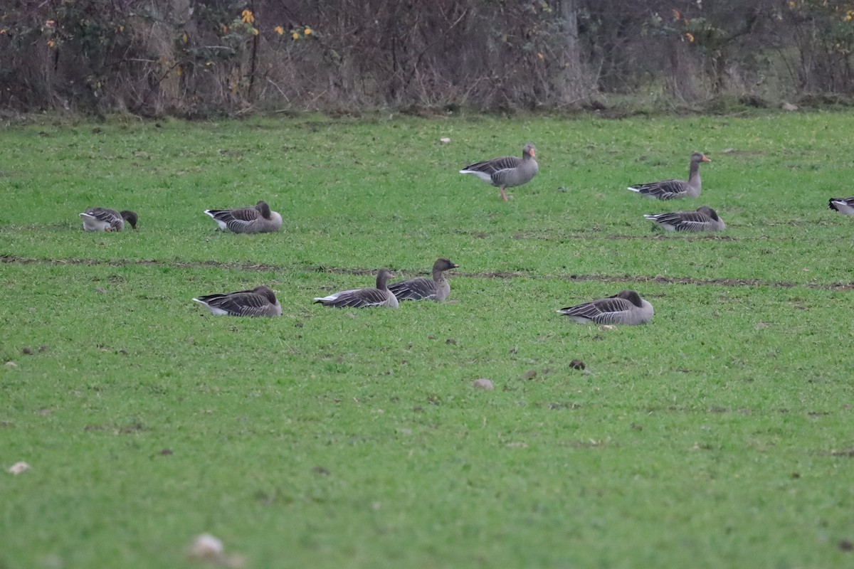 Тундрын буурал галуу - ML646915439