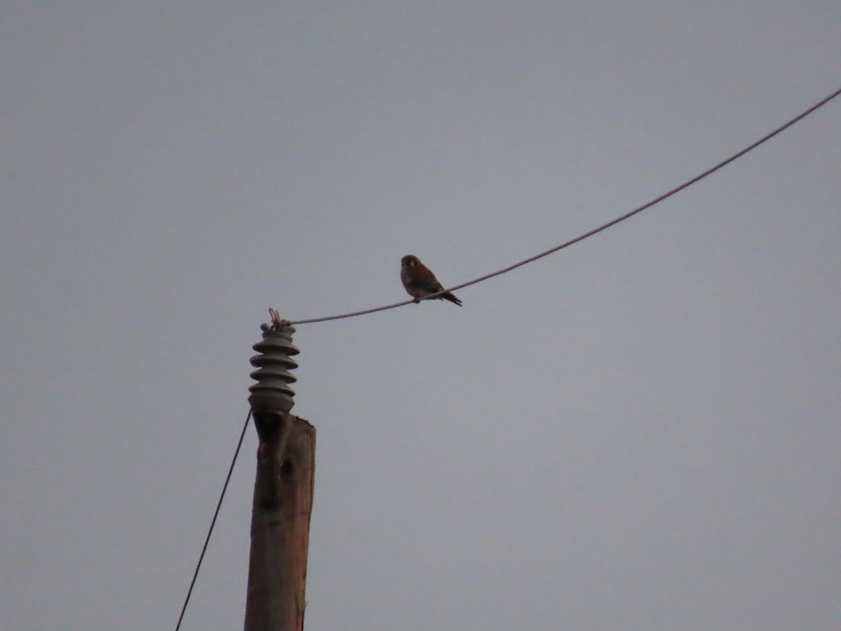 Belatz amerikarra - ML646915440