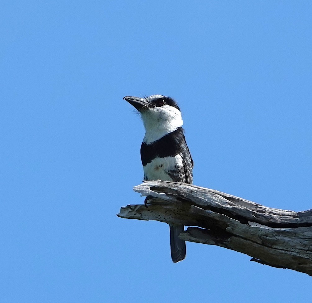 シロエリオオガシラ - ML646915441