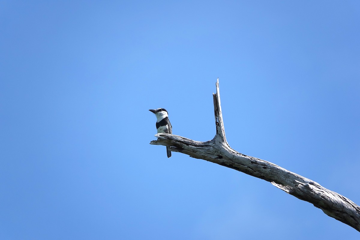 シロエリオオガシラ - ML646915442