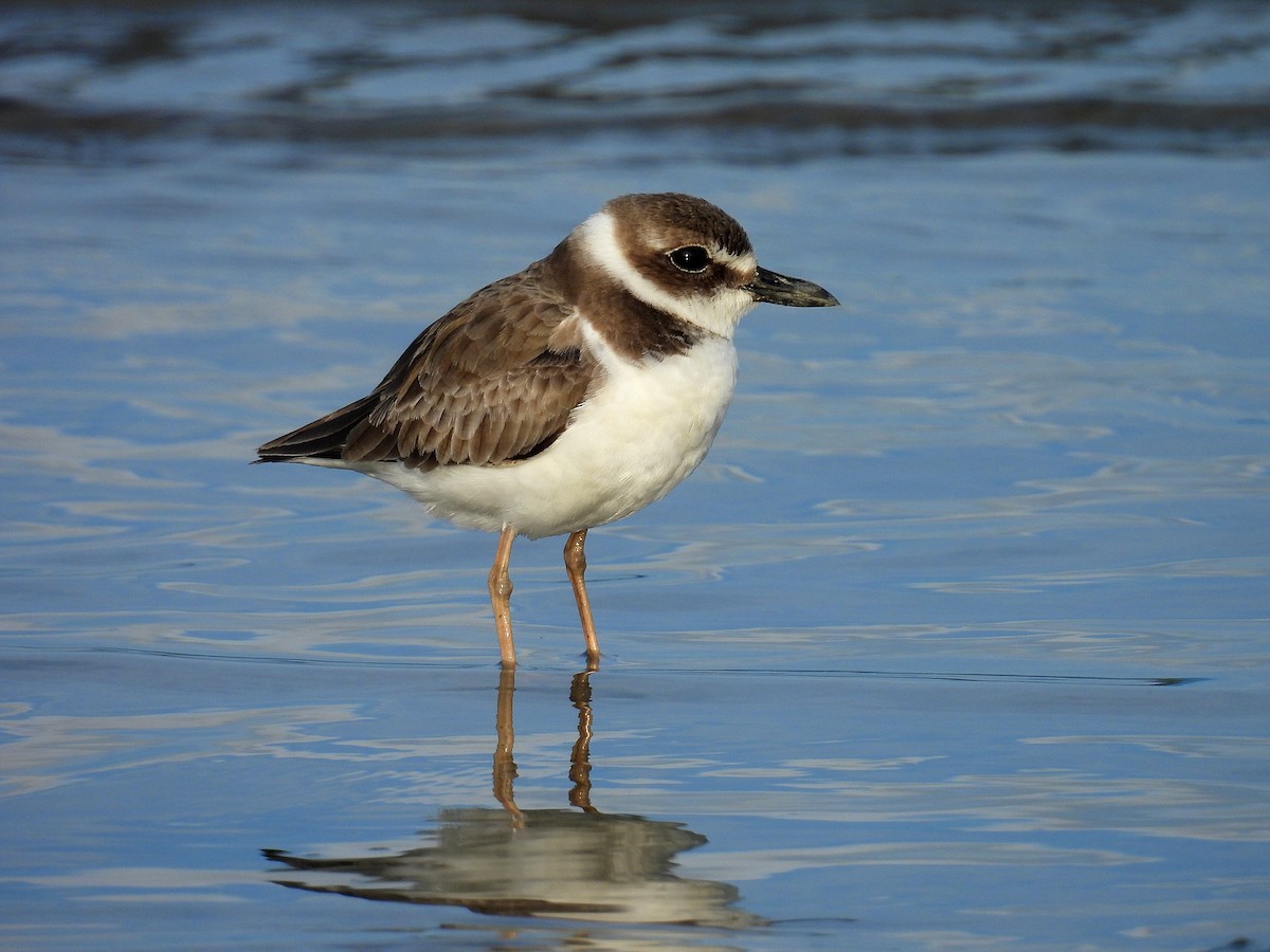 Wilson's Plover - ML646915448