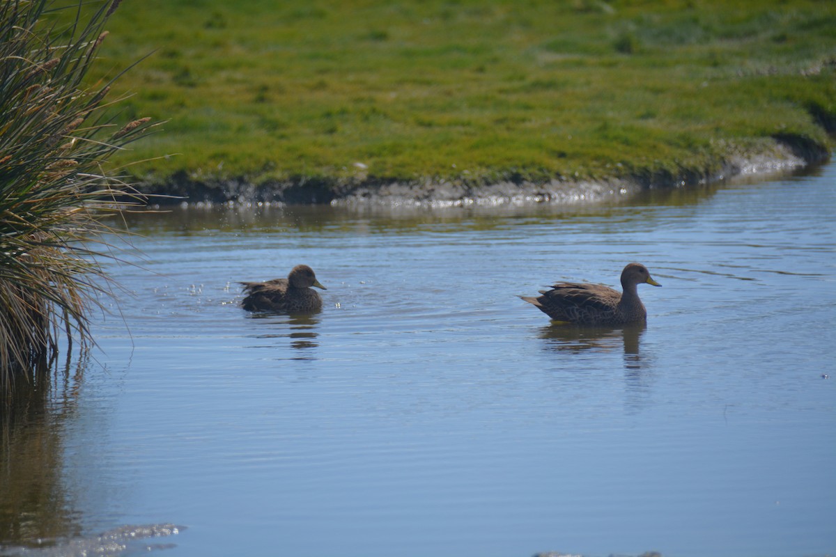 gulnebbstjertand (georgica) - ML646915461