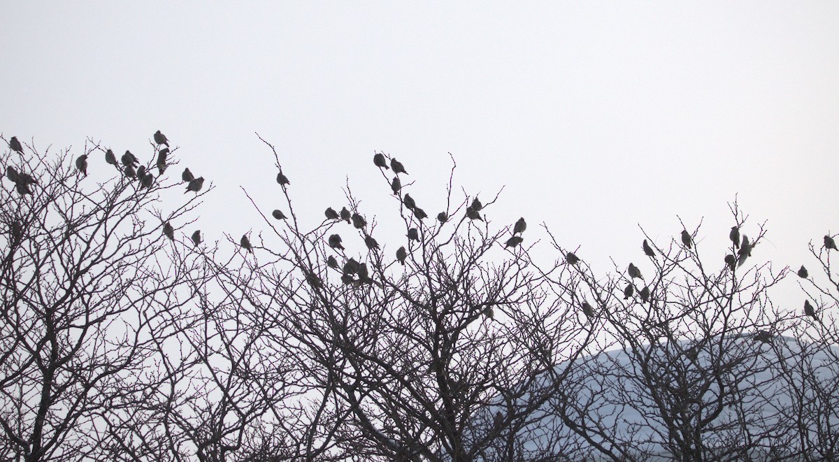 Ampelis Europeo - ML646915467