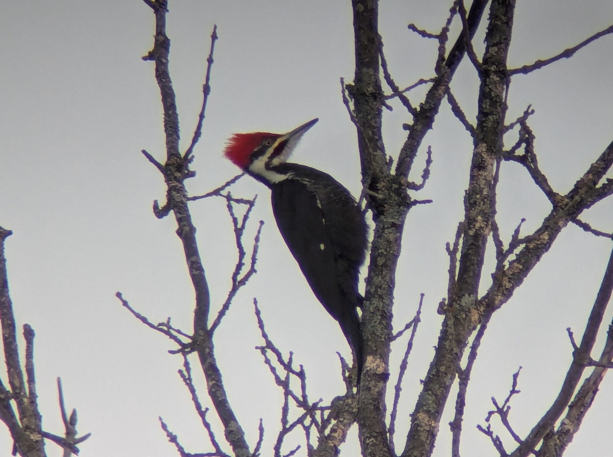 datel chocholatý - ML646915469