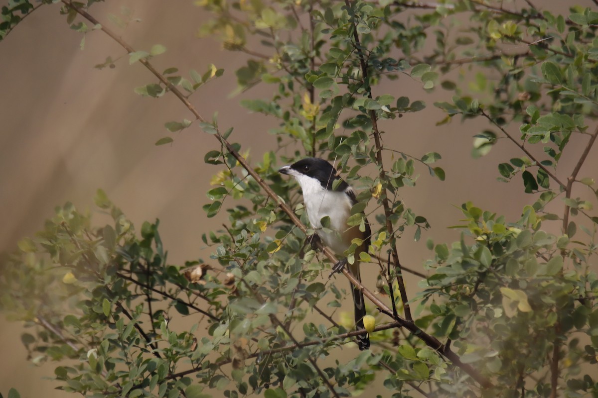 Pie-grièche schach - ML646915471