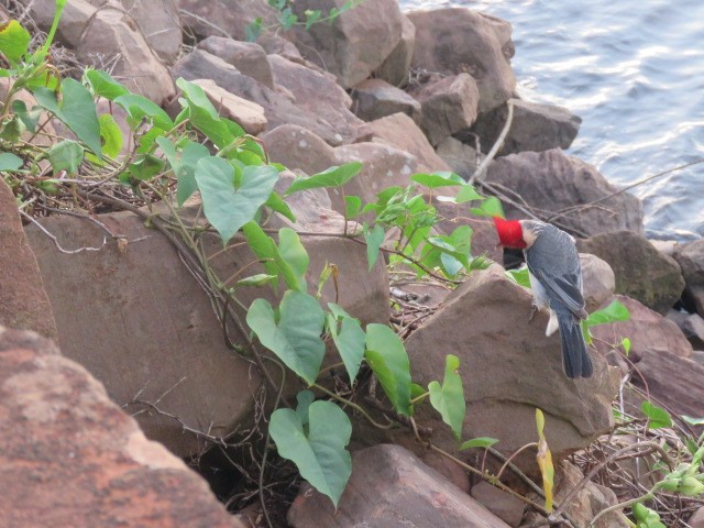 Paroare huppé - ML646915511