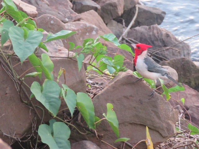 Paroare huppé - ML646915512